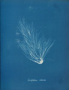 Griffithsia setacea, kb. 1853. alkotó: Anna Atkins