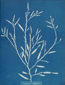 Halydrys siliquosa, kb. 1853