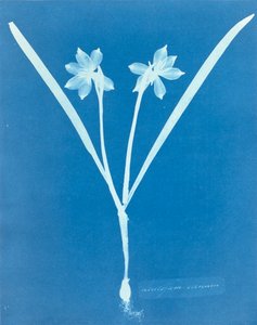 Leucojam Varium, Anna Atkins