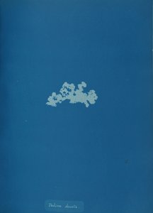 Padina deusta, kb. 1853. alkotó: Anna Atkins