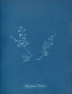 Brodie Polysiphonia, kb. 1853 alkotó: Anna Atkins