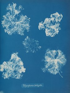 Polysiphonia fastigiata, kb. 1853. alkotó: Anna Atkins