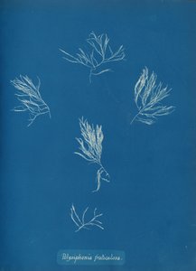 Polysiphonia fruticulosa, kb. 1853. alkotó: Anna Atkins