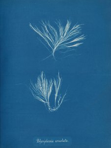 Polysiphonia urceolata, kb. 1853. alkotó: Anna Atkins