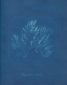 Polysiphonia violacea, kb. 1853. alkotó: Anna Atkins