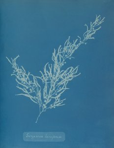Sargassum bacciferum, kb. 1853. alkotó: Anna Atkins