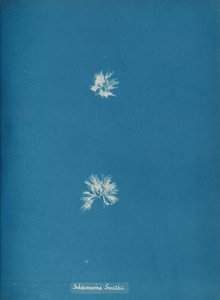 Schizonema Smithii, kb. 1853. alkotó: Anna Atkins
