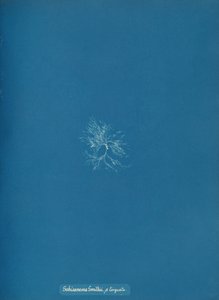 Schizonema Smithii, ß torqata, kb. 1853. alkotó: Anna Atkins