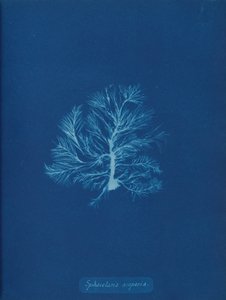 Sphacelaria scoparia, kb. 1853. alkotó: Anna Atkins