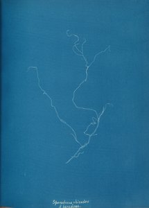 Sporochnius rhizodes ß paracloxa, kb. 1853. alkotó: Anna Atkins