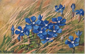 Kék Valerian, Képeslap, 1940-es évek alkotó: Anna Haller