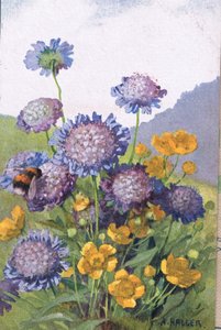Boglárka; Búzavirág és méhecske, Képeslap, 1940-es évek