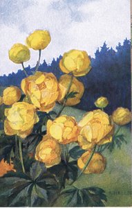 Sárga virág, Képeslap, 1940-es évek