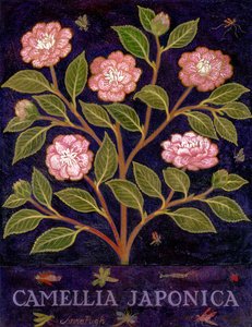 Camellia alkotó: Anna Pugh