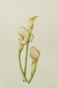 Arum Lily, 2001 (wc papíron) alkotó: Annabel Barrett