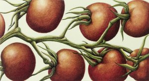 Tomato Vine, 1999 (wc papíron) alkotó: Annabel Barrett