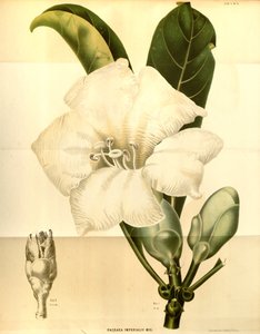 Fagraea imperialis alkotó: Annales Musei botanici lugduno-batavi
