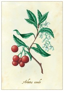 Arbutus unedo, 2015 (gouache) alkotó: Annalisa Morrocco
