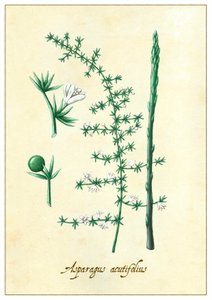 Asparagus acutifolius, 2015 (gouache)