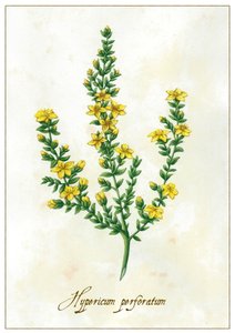 Hypericum perforatum, 2015 (gouache) alkotó: Annalisa Morrocco