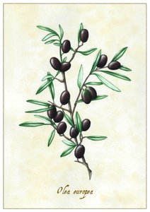 Olea europea, 2015 (gouache) alkotó: Annalisa Morrocco