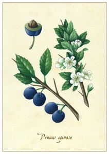 Prunus spinosa, 2015 (gouache)