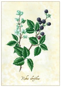 Rubus ulmifolius, 2015 (gouache)