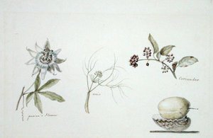 Passióvirág, ánizs és koriander