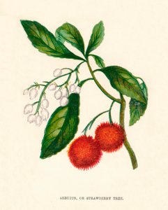 Arbutus vagy eperfa, 1891, 1891