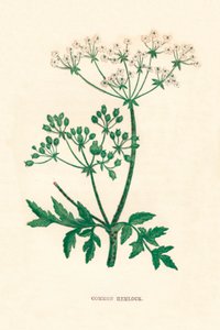 Common Hemlock, 1891, 1891