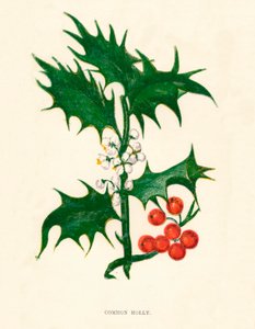 Common Holly, 1891, 1891