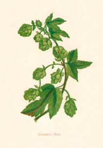 Közönséges komló, c1891, 1891