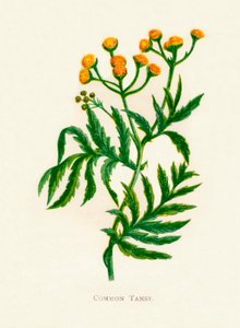 Közönséges Tansy, c1891, 1891