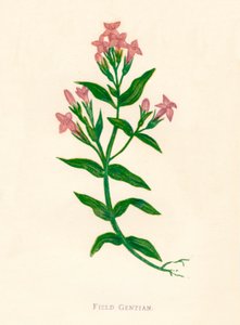 Gentian mező, 1891, 1891