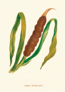 Nagy Reedmace, 1891, 1891