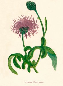 Greater Knapweed, 1891, 1891