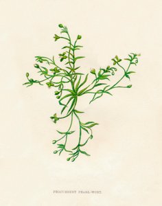 Procumbent Pearl-Wort, 1891, 1891 alkotó: Anne Pratt