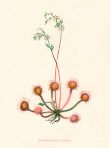 Kereklevelű Sundew, c1891, 1891