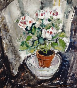 Pelargonium (akvarell papíron)