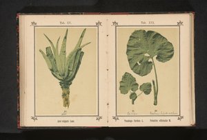 Aloe vera Aloe vulgaris Bárány. (cím a tárgyon) alkotó: Anonymous