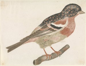 A jobb oldali ágon hím állattartó (Fringilla montifringilla). alkotó: Anonymous