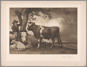 Paulus Potter A bika című képének fotóreprodukciója, coll. Mauritshuis 1904 – Nem. 54. / Konigl. Múzeum Hágában (sorozat címe) alkotó: Anonymous