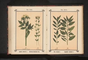 Közönséges angyalka és valódi centaury Angelica silvestris L. Erythraea Centaurium Pers (cím a tárgyon) alkotó: Anonymous