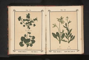 Arany kankalin és egy pásztortáska Primula officinalis L. Capsella Bursa pastoris M. (cím a tárgyon) alkotó: Anonymous