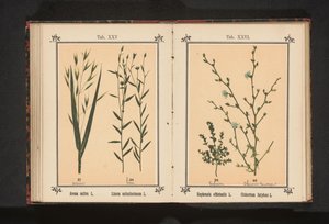 Haver en vlas Avena sativa L. Linum usitatissimum L. (cím a tárgyon) alkotó: Anonymous