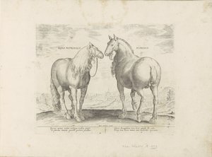 Hengst en merrie uit Róma Római anyaló (cím a tárgyon) Paardenrassen uit de Koninklijke stallen van Don Juan van Oostenrijk (sorozat címe) A ló, amelyben mindenféle nemes: a világ legkülönbözőbb pontjairól válogatott lovak viselkedése megkülönböztethető ( alkotó: Anonymous