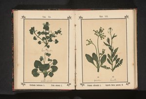 Kutyaügetés és egy márciusi ibolya Glechoma hederacea L. Viola odorata L. (cím a tárgyon) alkotó: Anonymous