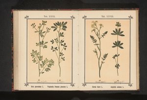 Karwij in lievevrouwebedstro Carum Carvi L. Asperula odorata L. (cím a tárgyon) alkotó: Anonymous