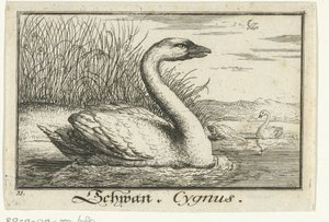 Táj hattyúval Schwan, Cygnus. (cím a tárgyon) alkotó: Anonymous