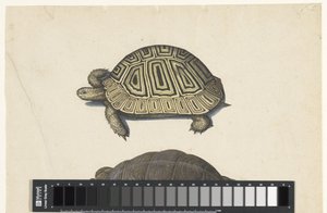 Landschildpad Lombard album (sorozat címe) alkotó: Anonymous